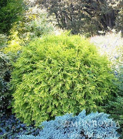 thuja smaragd versandkostenfrei Thuja Smaragd kaufen main image 1