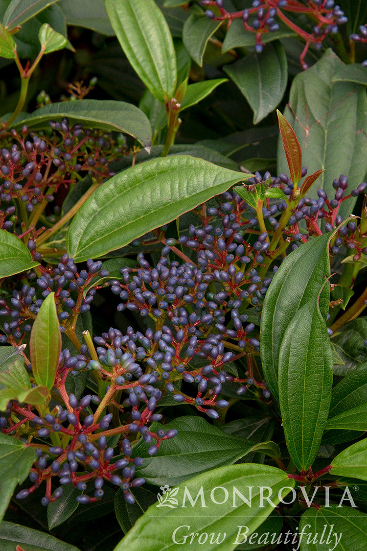 David Viburnum