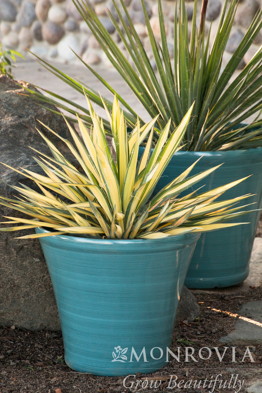ユッカ ma-- Color Guard Yucca - Monrovia – Pike Nursery