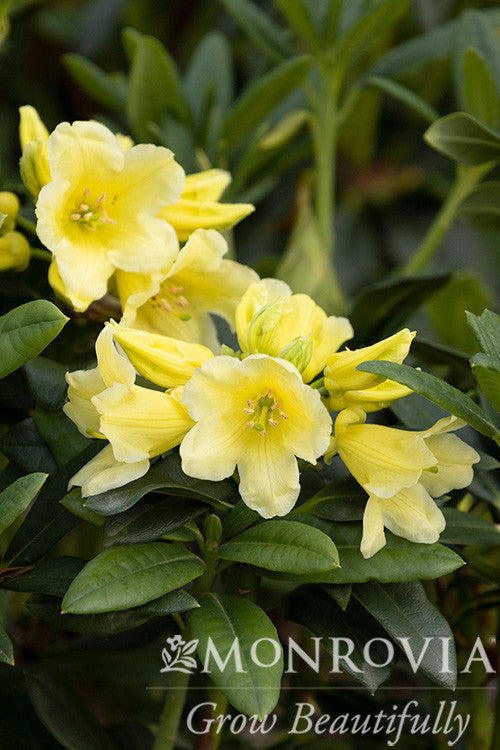 Hotei Rhododendron