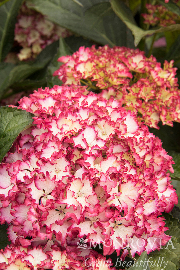 Seaside Serenade® Fire Island Hydrangea - Monrovia – Pike Nursery