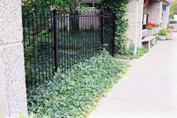 English Ivy – Pike Nursery