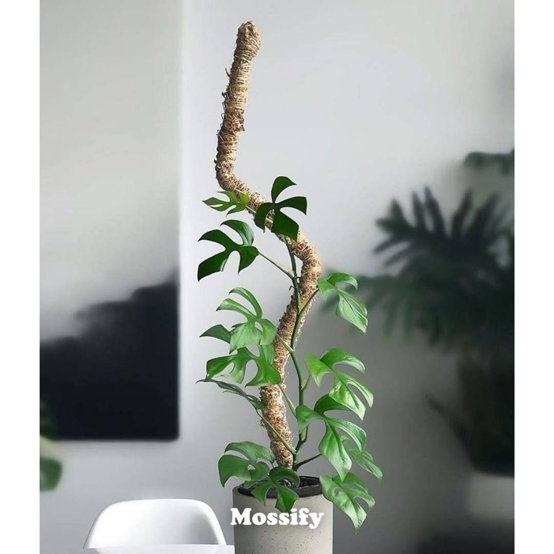 flexible moss pole Mossify 30 In. Bendable Moss Pole