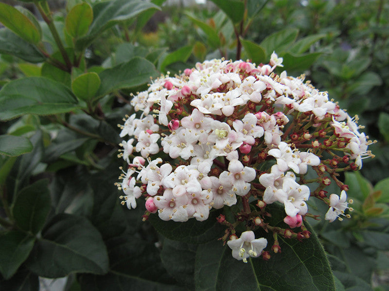 Shades Of Pink Viburnum – Pike Nursery