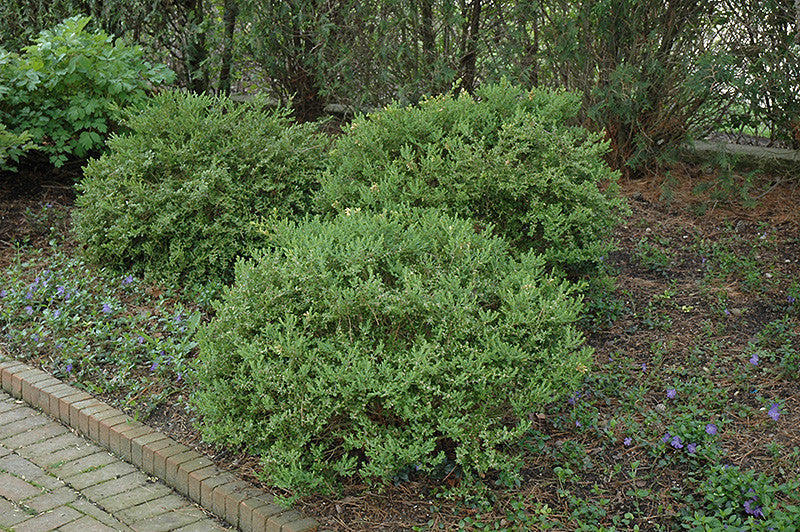 Wintergreen Boxwood 1 gallon