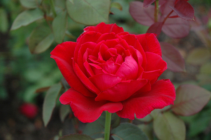 Mister Lincoln Rose 3 gallon