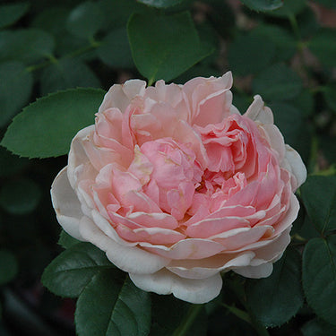 St. Swithun Rose