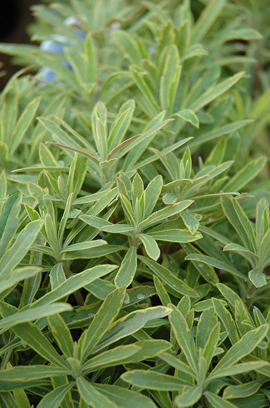 euphorbia ascot rainbow plant Ascot Rainbow Variegated Spurge