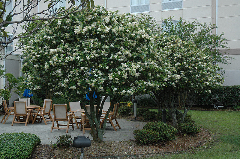 ligustrum bonsai tree privet Japanese Privet 15 gallon