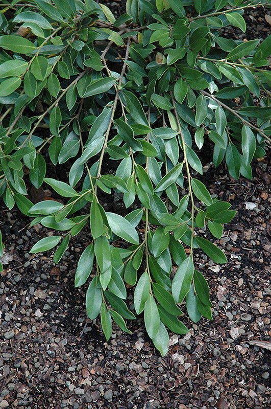 Vintage Jade Distylium