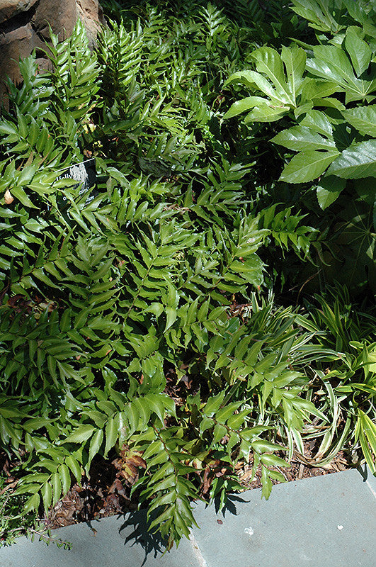 Rochfordianum Japanese Holly Fern – Pike Nursery