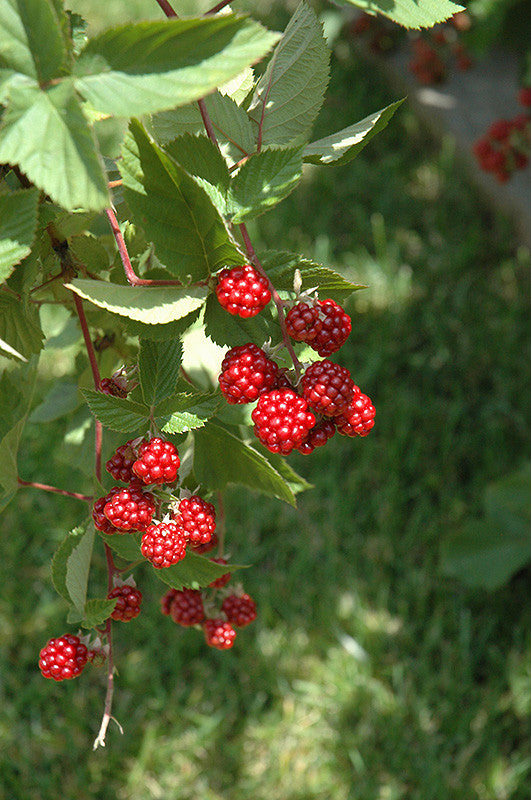 Freedom Farms Freedom Tree Farms Heritage Raspberry, 2 Gallon