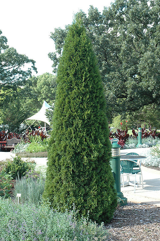 【レアモノ】(伊)プレミアータ Uチップ　カーフSIZE5.5 シューツリー付 Monrovia -Emerald Green Arborvitae Spiral Topiary – Pike Nursery