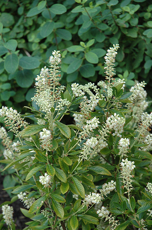#3 Clethra alnifolia Hummingbird/ White Summersweet Native (TN)