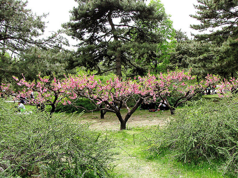 Common Peach – Pike Nursery