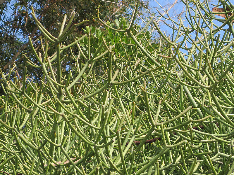 Pencil Cactus