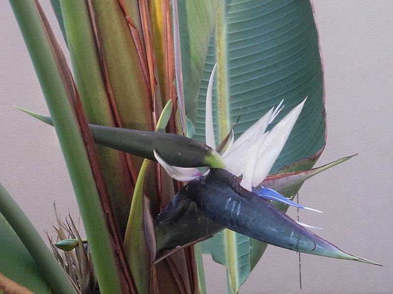 White Bird Of Paradise 10 inch