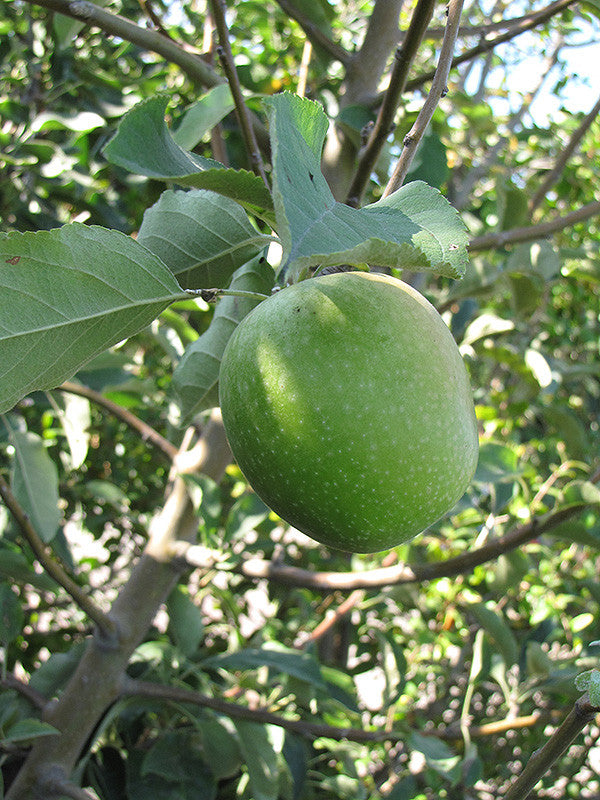 Granny Smith Apple 5 gallon