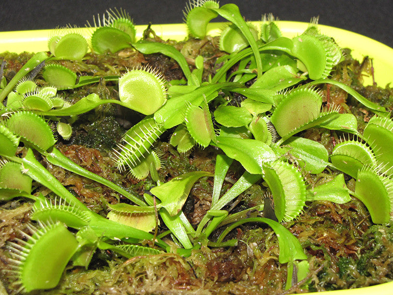 Venus Flytrap