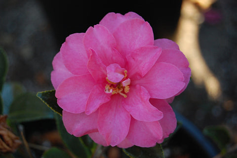 Shishigashira Camellia
