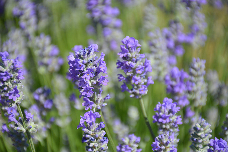 Lavender – Pike Nursery