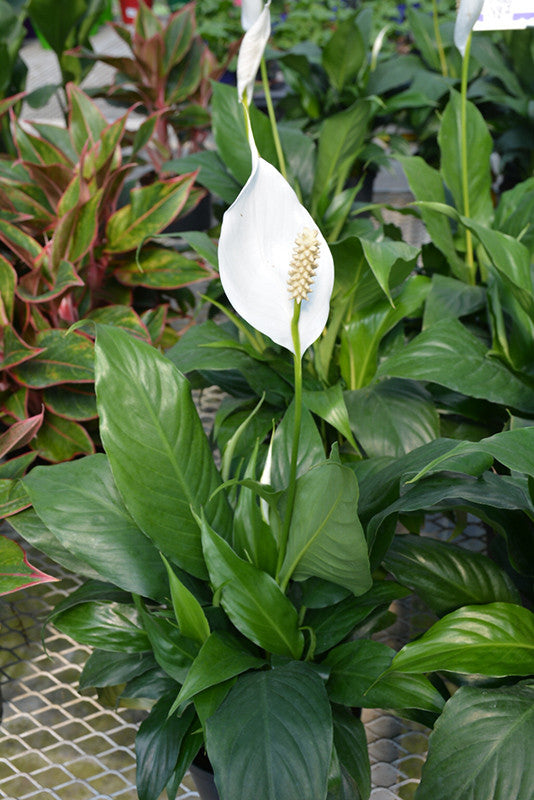 spathiphyllum giant peace lily Sensation Peace Lily