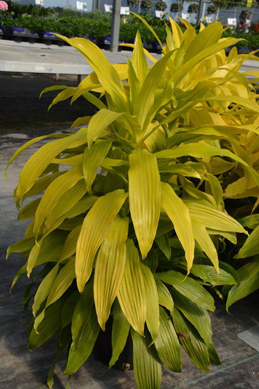 dracaena limelight Limelight Dracaena 10 inch