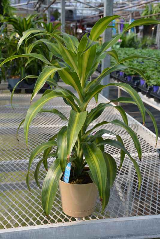 dracaena deremensis 'hawaiian sunshine' Hawaiian Sunshine Dracaena