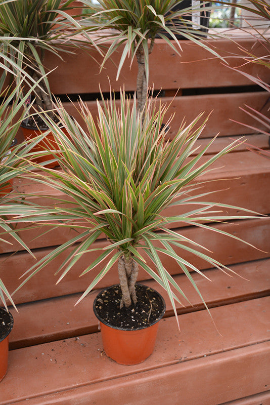 dracena colorama plant Colorama Dracaena