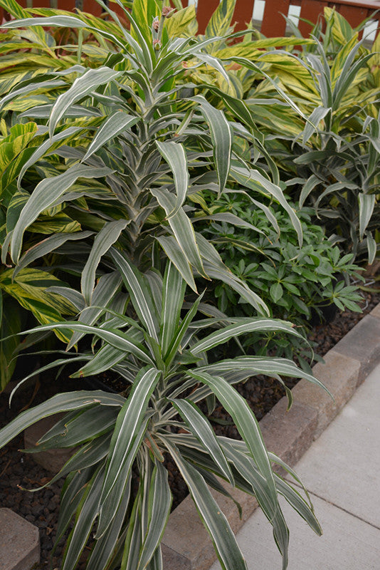 dracaena warnecki Warneckii Dracaena 6 inch