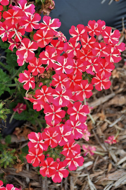 Lanai® Red Star Verbena – Pike Nursery