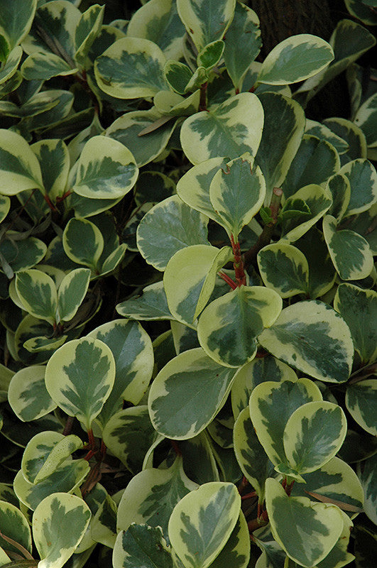 rubber hanging plant Variegated Baby Rubber Plant