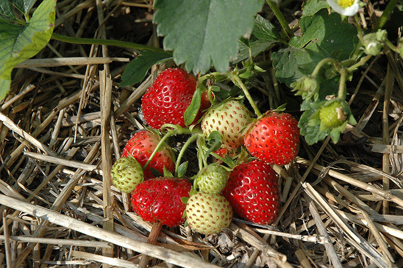organic everbearing strawberry seeds Everbearing Strawberry