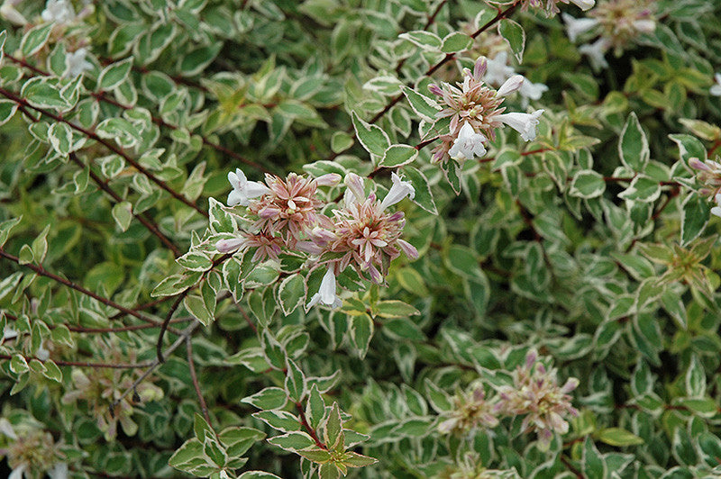 Radiance Abelia – Pike Nursery