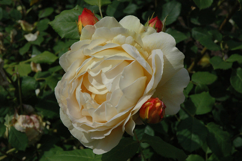 Golden Celebration Rose – Pike Nursery