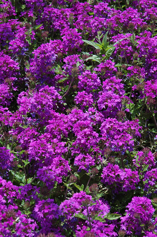 Homestead Purple Verbena – Pike Nursery