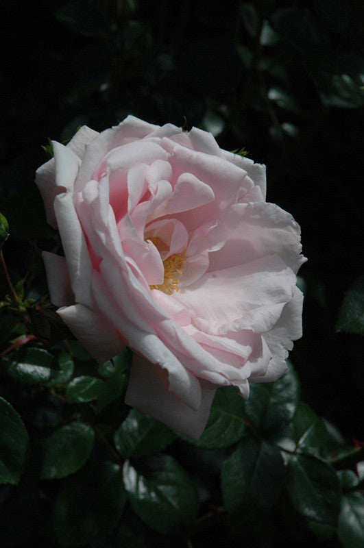 new dawn rose seeds Climbing Rose New Dawn in 3 Litre Pot