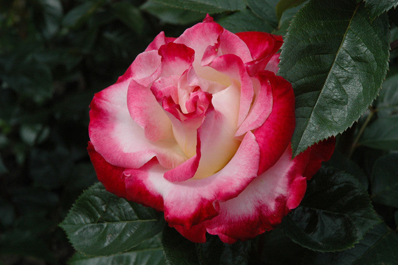 Dick Clark Rose – Pike Nursery