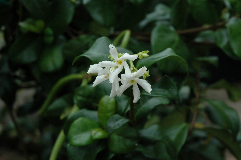 Madison Star-Jasmine – Pike Nursery