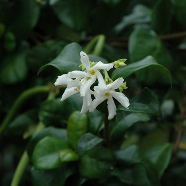 Madison Star-Jasmine
