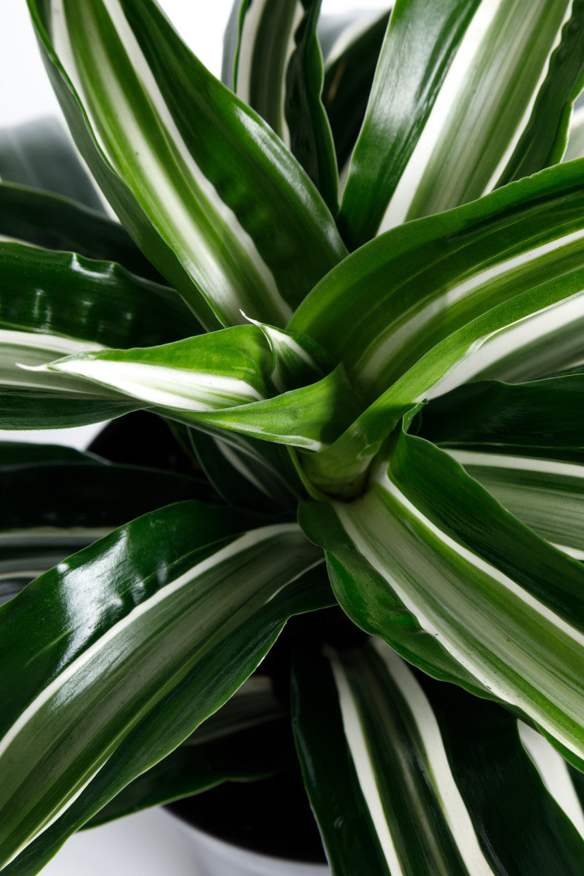 green jewel dracaena Jade Jewel Dracaena