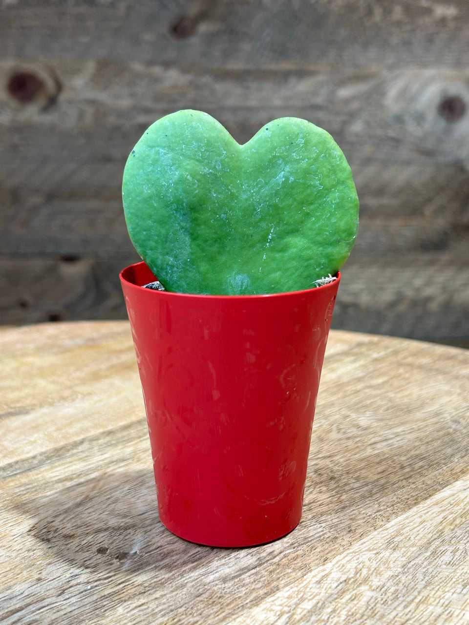 Sweetheart Wax Plant 2.5 inch