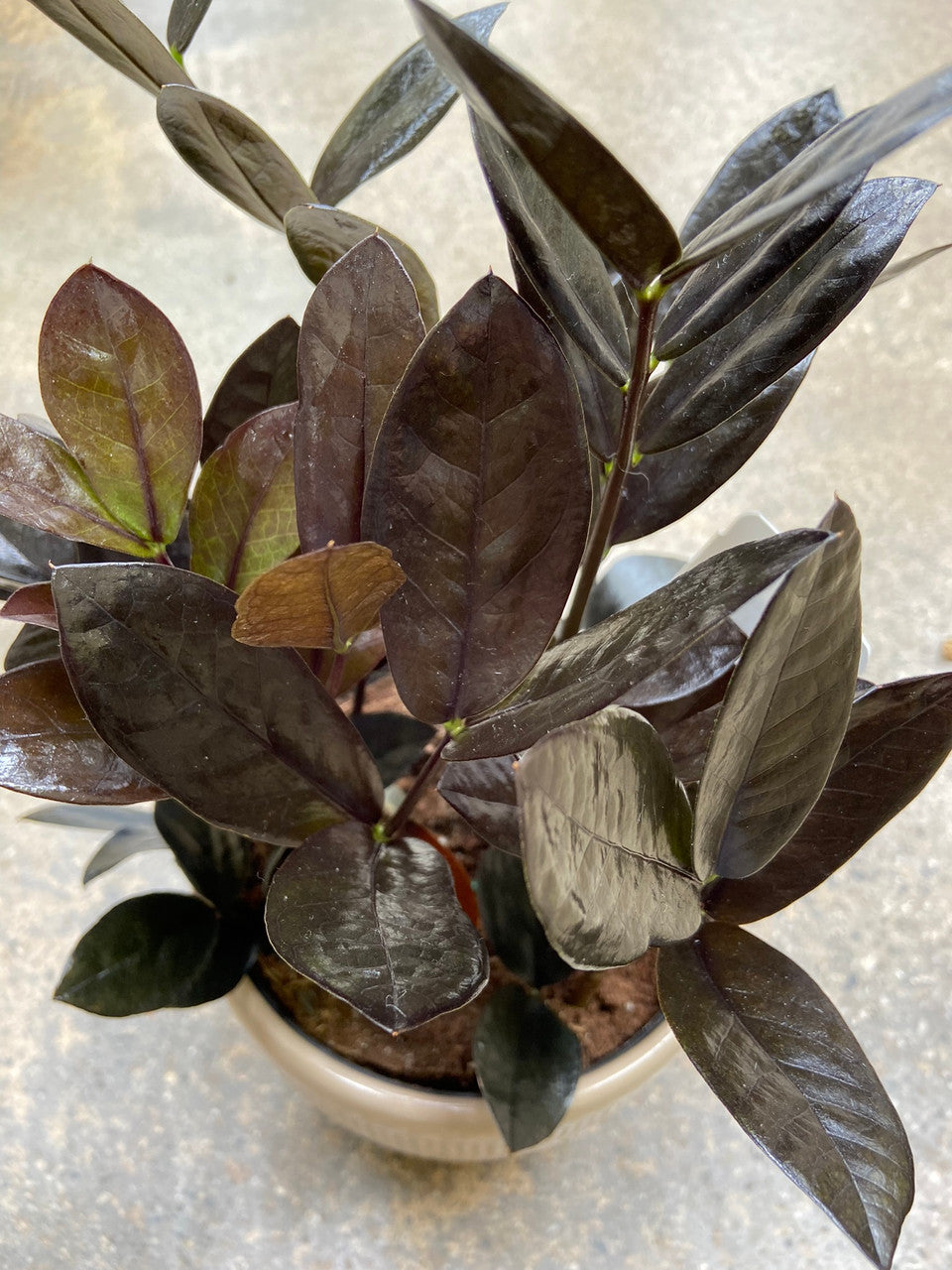 raven zz plant outdoors Raven ZZ Plant 6 inch
