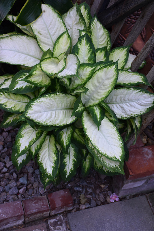 Dieffenbachia Camouflage Live Indoor/Outdoor Plant, 10 in Grower Pot