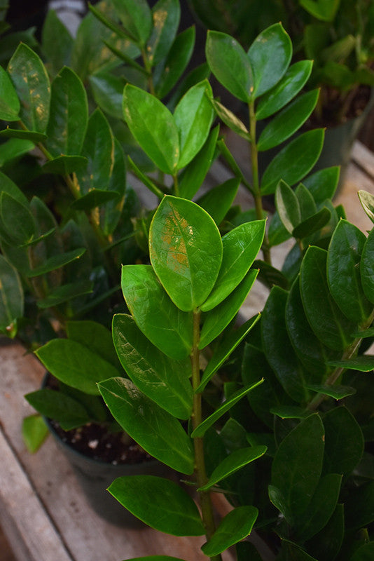aspca zz plant ZZ Plant – Pike Nursery