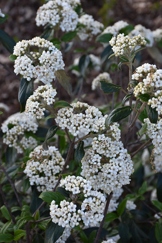 best fertilizer for viburnum plants Pearlific™ Viburnum