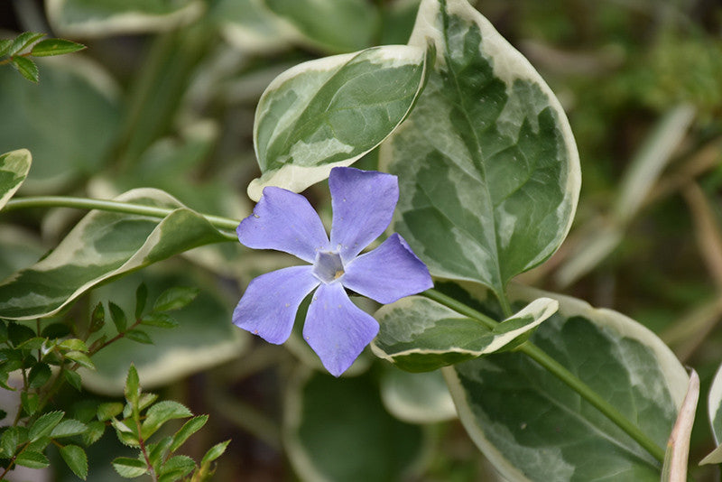 periwinkle indoor plant Variegated Periwinkle – Pike Nursery