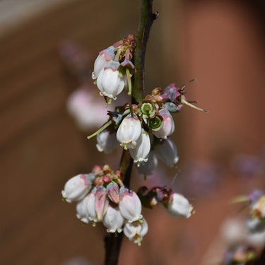 Woodard Rabbiteye Blueberry