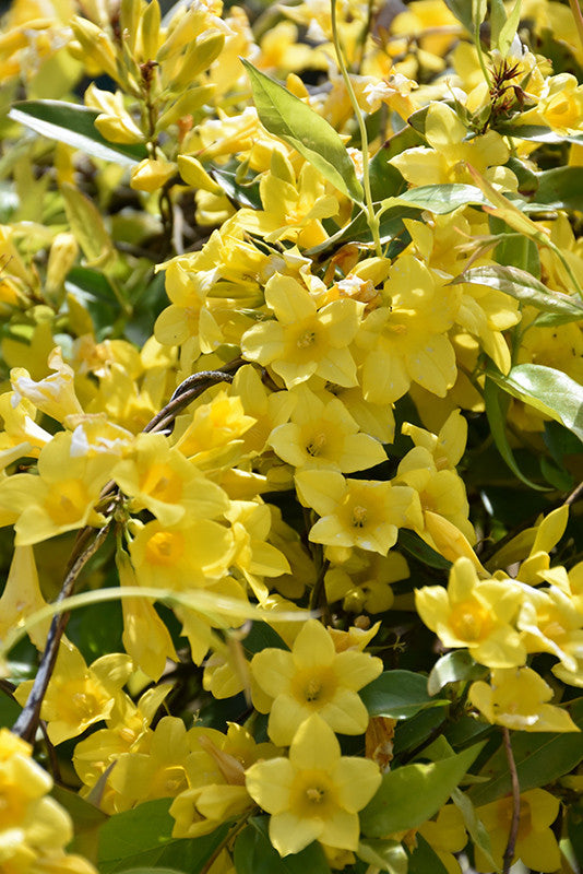 Carolina Yellow Jessamine 3 gallon
