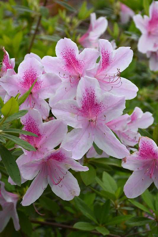 George Lindley Taber Azalea – Pike Nursery